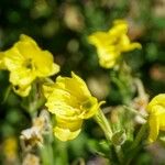 Oenothera biennisÕis