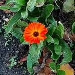 Calendula algeriensis Floare