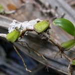 Bulbophyllum ngoyense Habit