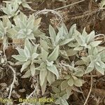 Helichrysum obconicum Hábito