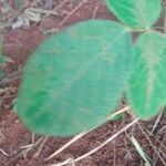 Desmodium intortum Leaf