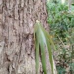 Podocarpus neriifolius Bark