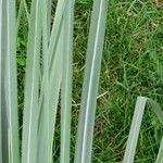 Cortaderia selloana Leaf