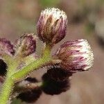 Psiadia anchusifolia Flor