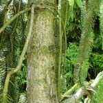 Picea abies বাকল