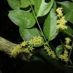 Chiococca alba 葉