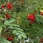 Sorbus aucupariaVrucht