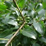 Rhamnus cathartica ഫലം