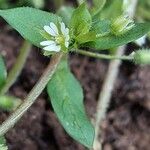 Stellaria media Blüte