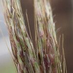 Bothriochloa bladhii 果實