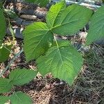 Rubus occidentalis Φύλλο