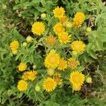 Inula spiraeifolia Flower