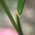 Deschampsia cespitosa Foglia