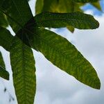 Laburnum alpinum Folio