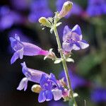 Penstemon laetus Flor