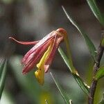 Dendrobium verruciferum Vrucht