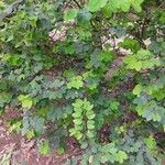 Bauhinia tomentosa Habit