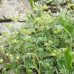 Alchemilla alpigena Blüte