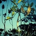 Plerandra crassipes ശീലം