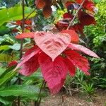 Acalypha wilkesianaΛουλούδι