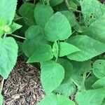 Salvia dorisiana Leaf