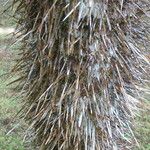 Aiphanes minima Corteza