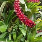 Aechmea gamosepala Flower