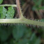 Microlepia speluncae Leaf