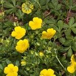Potentilla pyrenaica Habit