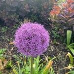 Allium giganteumVirág