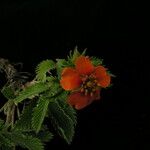 Potentilla argyrophylla Natur