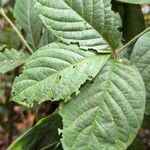Rothmannia hispida Hoja