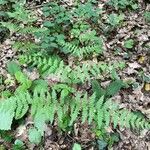 Dryopteris intermedia Hoja