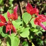 Bougainvillea spectabilis Flower