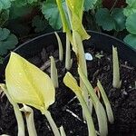 Calla palustris पत्ता