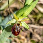 Ophrys exaltata Інше