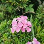 Dianthus alpinus Blüte