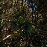 Chassalia gaertneroides Fruto