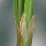 Carex distans Corteza
