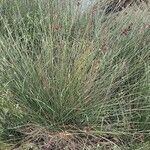 Juncus acutus Leaf