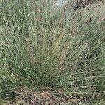 Juncus acutus Blad