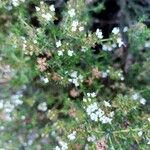 Thymus zygis Flower