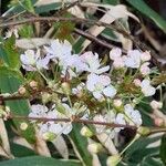 Prunus japonica Virág