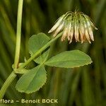 Trifolium michelianum Fruit