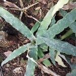 Cryptanthus odoratissimus