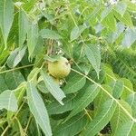 Juglans nigra Leaf