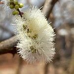 Acacia thomasii Flower