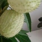 Gomphocarpus physocarpus Gyümölcs