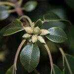 Rhododendron leptothrium Ffrwyth