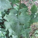 Lactuca floridana Blad